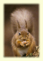 Red Squirrel